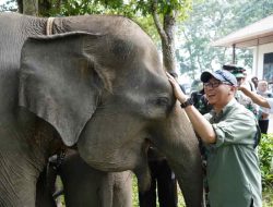 Gubernur Lampung Dorong Penanganan Terpadu Konflik Gajah-Manusia di Way Kambas
