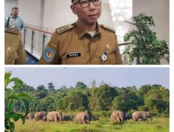 Prabowo Soroti Konflik Gajah-Manusia di Way Kambas, Gubernur Respon Cepat Pembangunan Pembatas