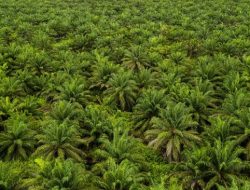 Prabowo Mau Sita 4-5 Juta Hektare Lahan Sawit Bermasalah di Tahun 2026