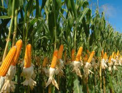 Gubernur Lampung Dukung Inpres Jagung 2026, Perkuat Proteksi Petani dan Stabilisasi Pangan